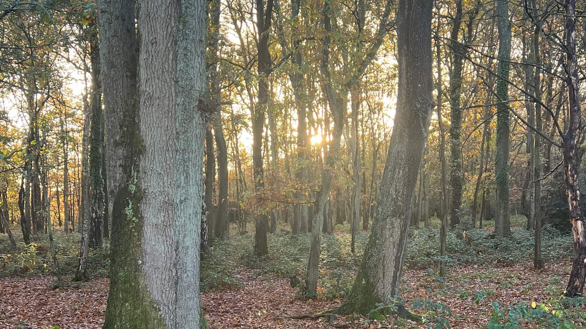 Autumn Country Style