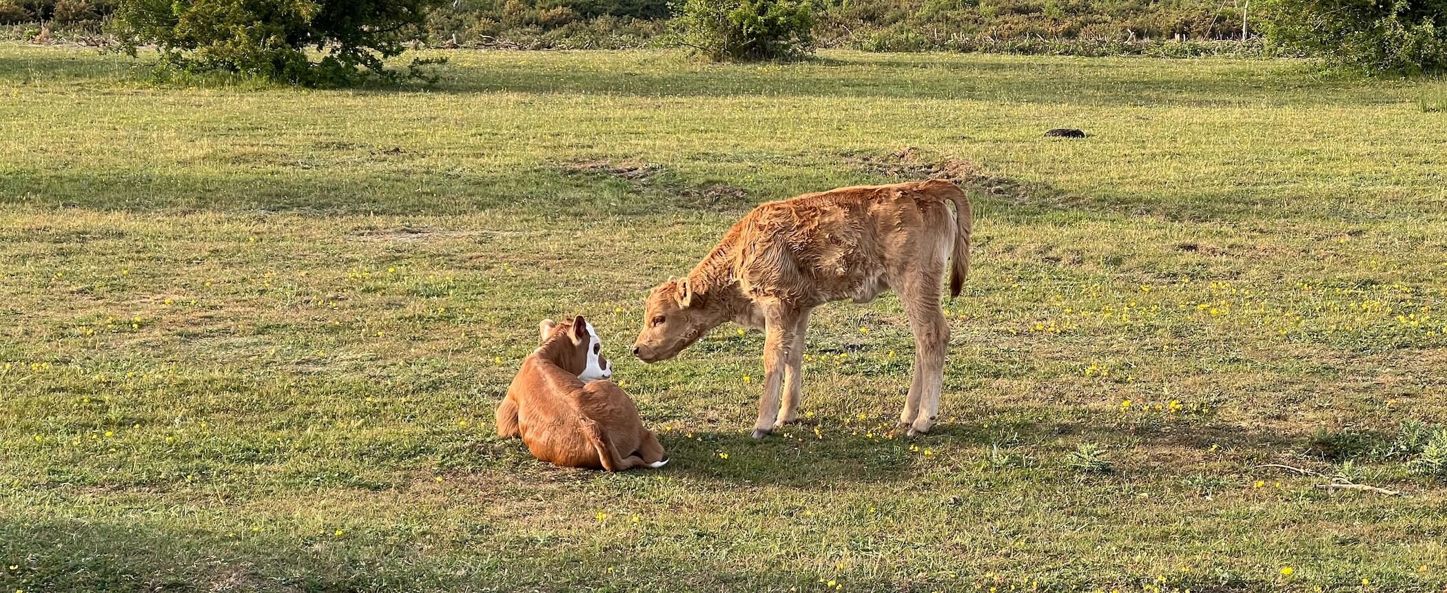 Two calves interacting in a grassy field with trees in the background